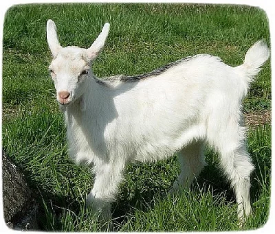 Prodám kůzlata